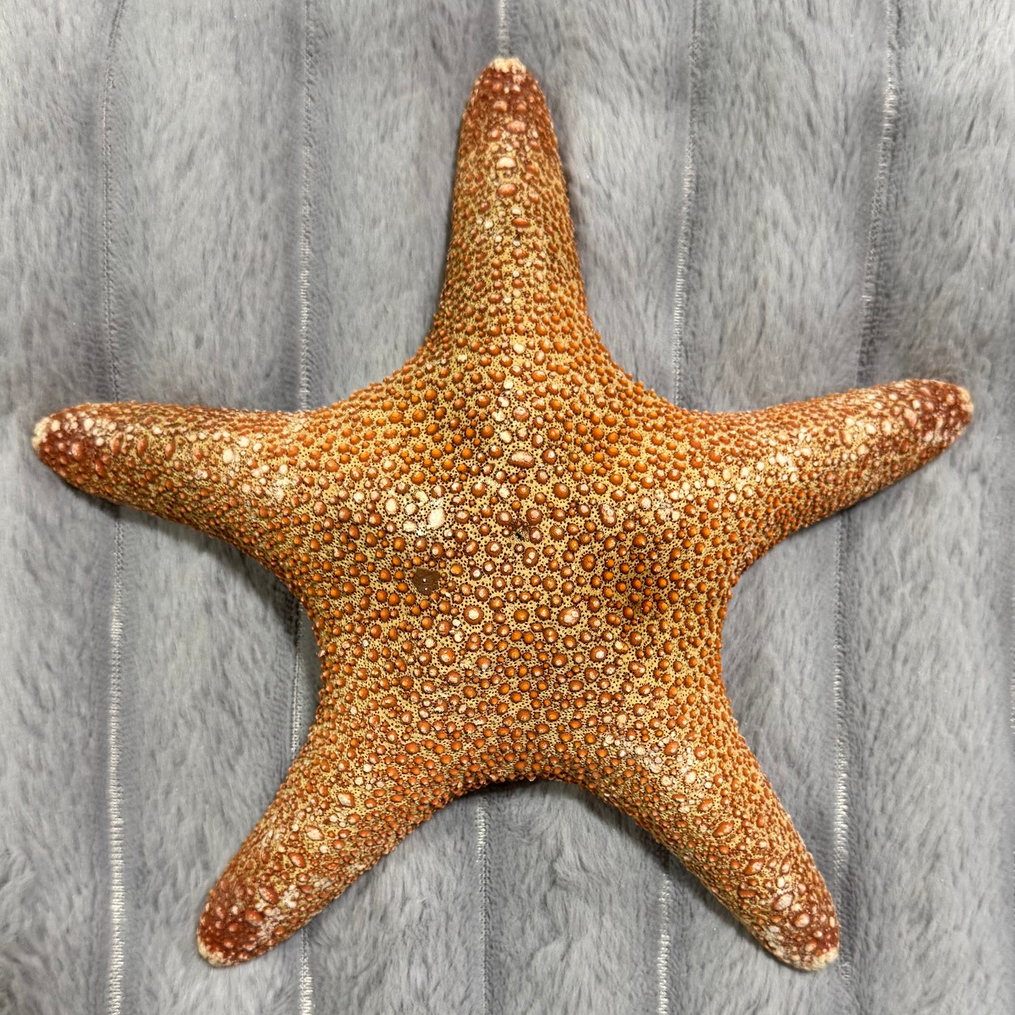 Natural Dried Starfish Décor – Unique Coastal Home Accent 002