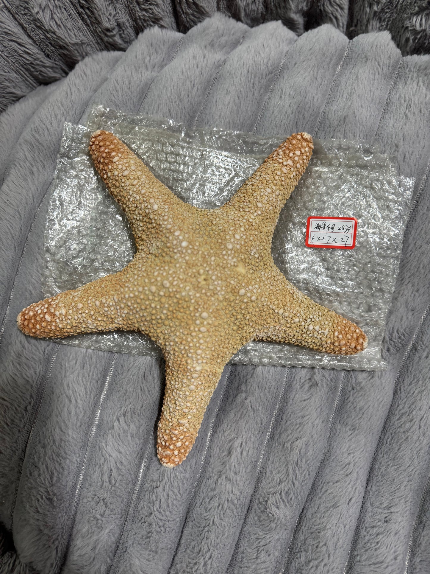 Natural Dried Starfish Décor – Unique Coastal Home Accent 004