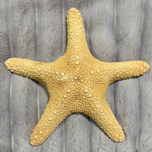 Natural Dried Starfish Décor – Unique Coastal Home Accent 006