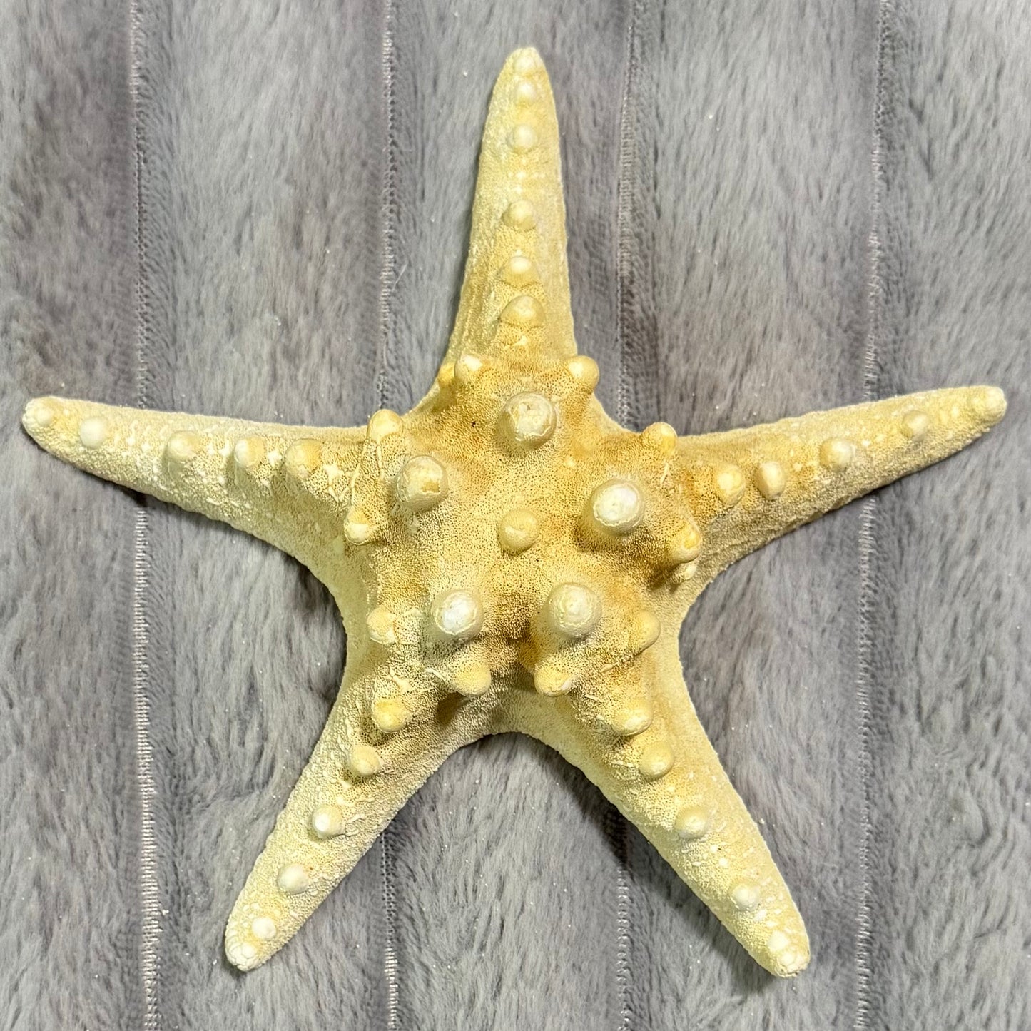 Natural Dried Starfish Décor – Unique Coastal Home Accent 009