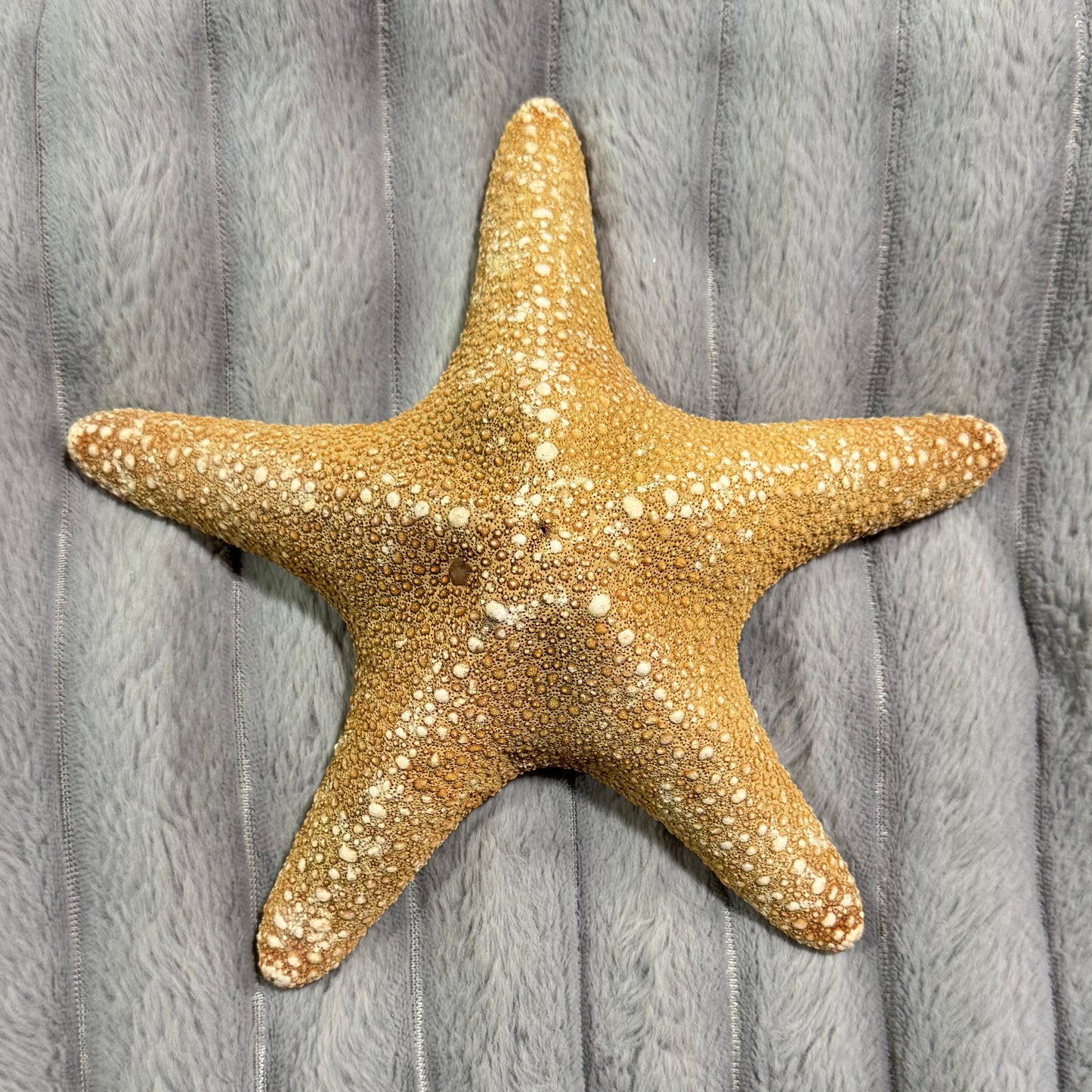 Natural Dried Starfish Décor – Unique Coastal Home Accent 001