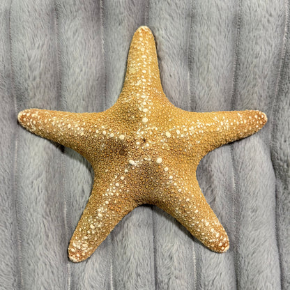 Natural Dried Starfish Décor – Unique Coastal Home Accent 001
