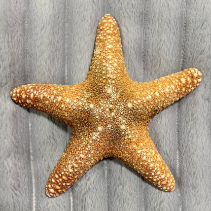 Natural Dried Starfish Décor – Unique Coastal Home Accent 003