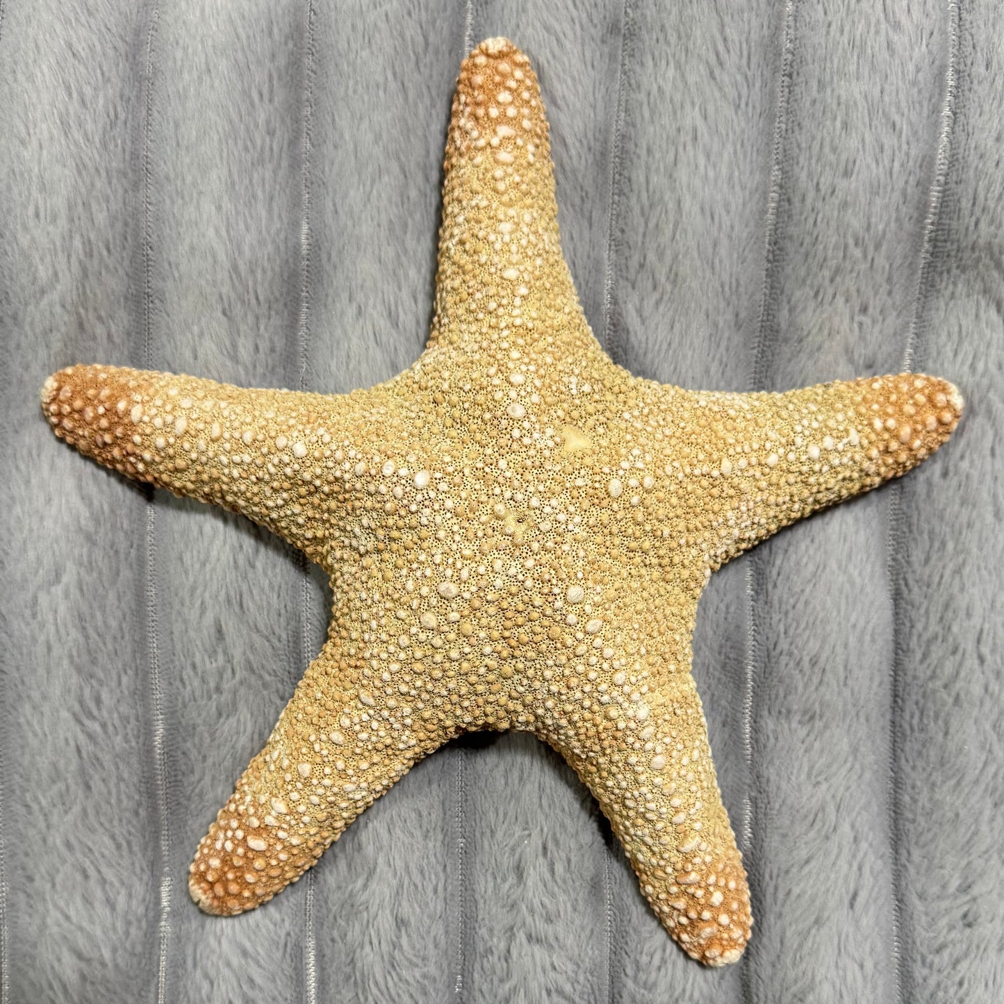 Natural Dried Starfish Décor – Unique Coastal Home Accent 004