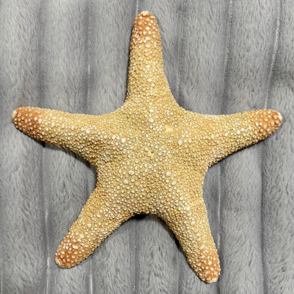 Natural Dried Starfish Décor – Unique Coastal Home Accent 004