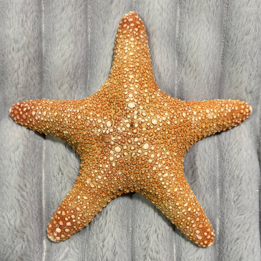 Natural Dried Starfish Décor – Unique Coastal Home Accent 005