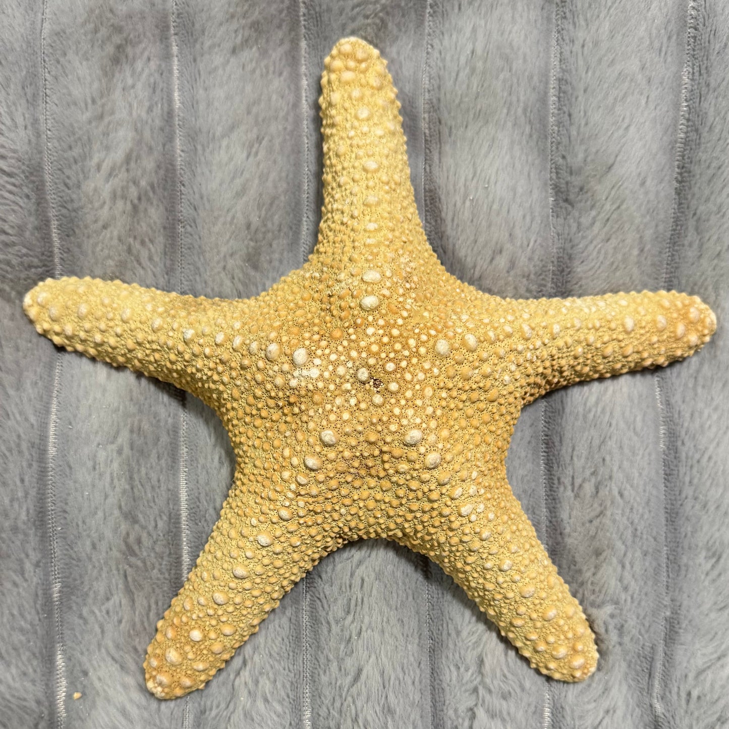 Natural Dried Starfish Décor – Unique Coastal Home Accent 006