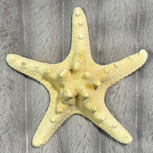 Natural Dried Starfish Décor – Unique Coastal Home Accent 007