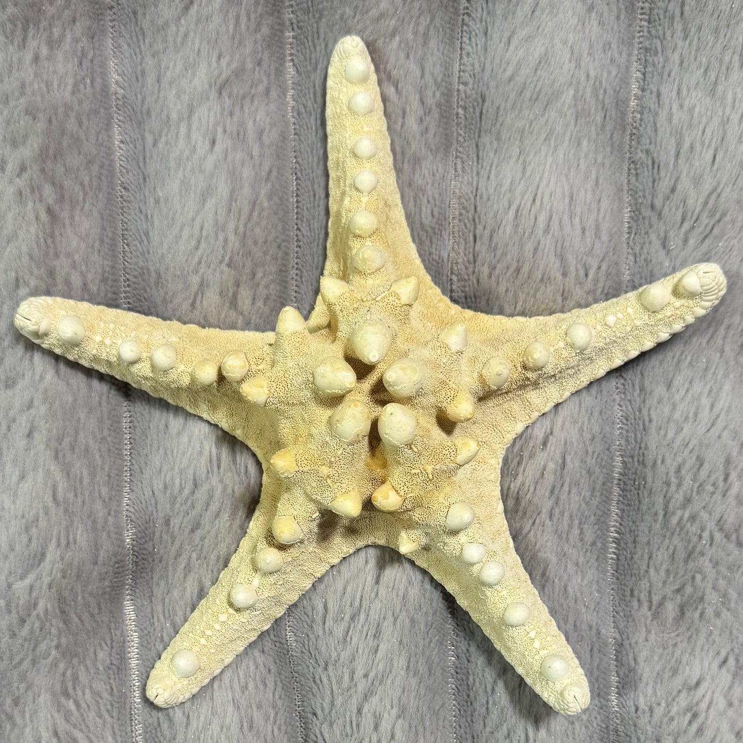 Natural Dried Starfish Décor – Unique Coastal Home Accent 008