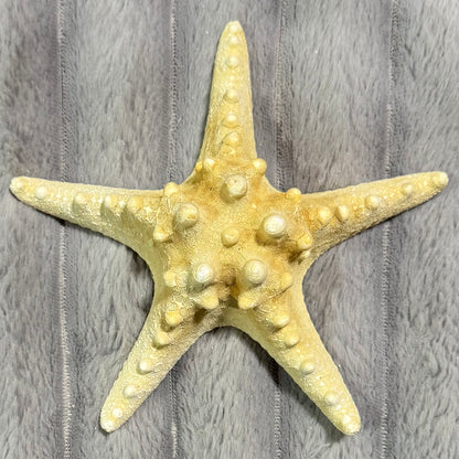 Natural Dried Starfish Décor – Unique Coastal Home Accent 009
