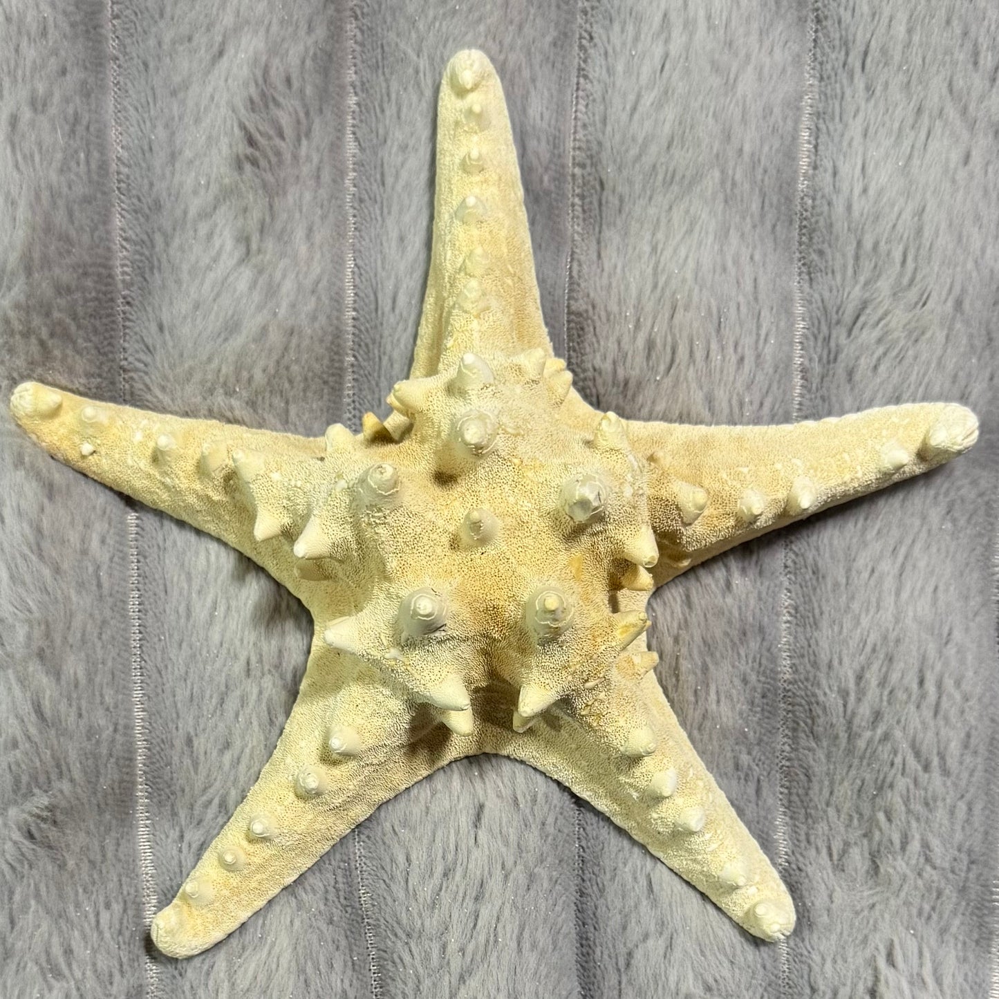Natural Dried Starfish Décor – Unique Coastal Home Accent 010