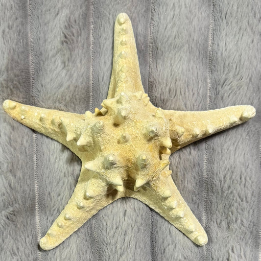 Natural Dried Starfish Décor – Unique Coastal Home Accent 010