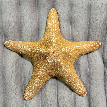 Natural Dried Starfish Décor – Unique Coastal Home Accent 001