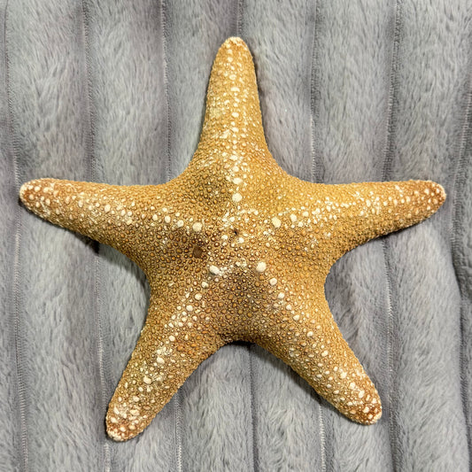Natural Dried Starfish Décor – Unique Coastal Home Accent 001