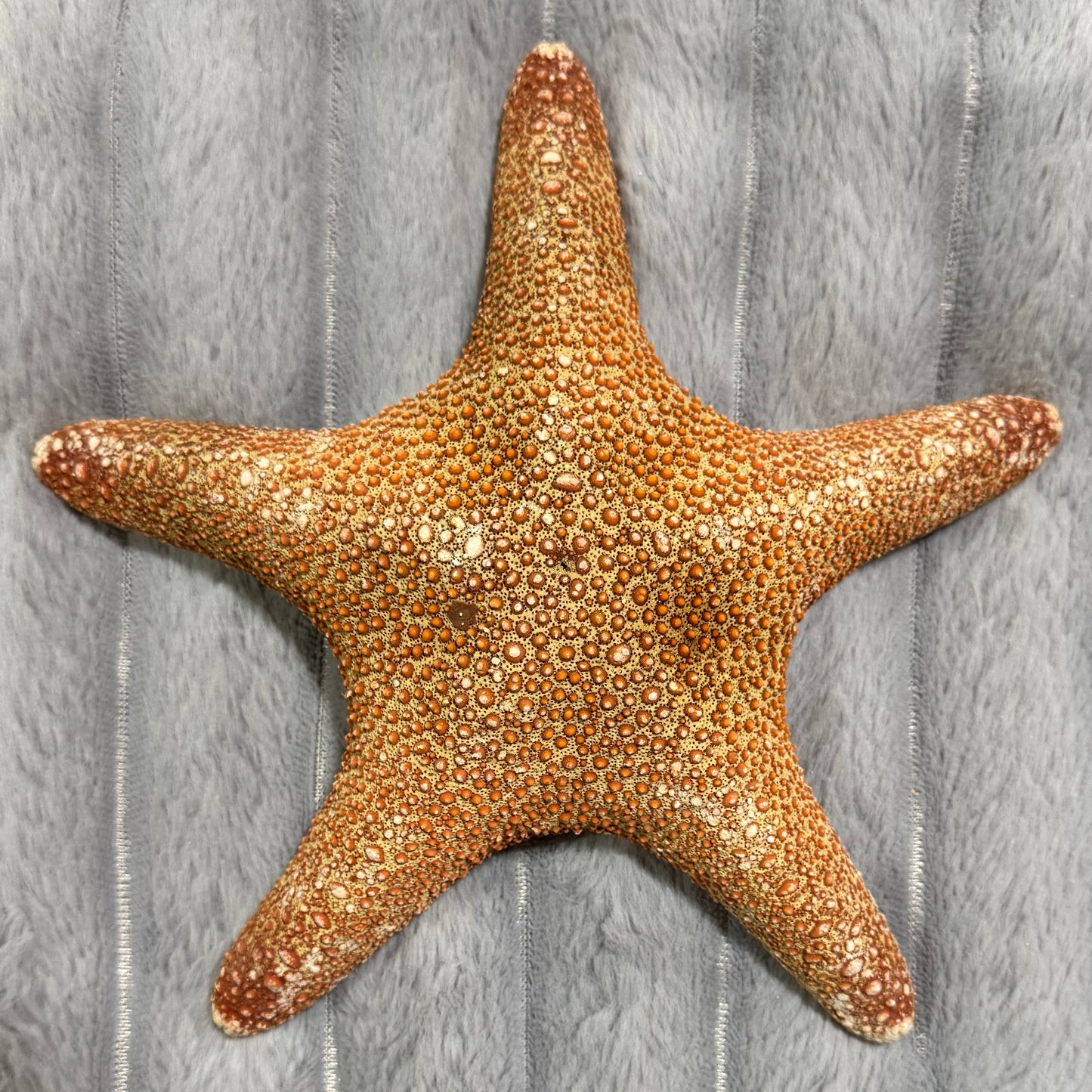 Natural Dried Starfish Décor – Unique Coastal Home Accent 002