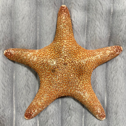 Natural Dried Starfish Décor – Unique Coastal Home Accent 002