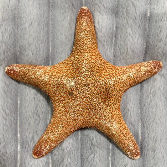 Natural Dried Starfish Décor – Unique Coastal Home Accent 002