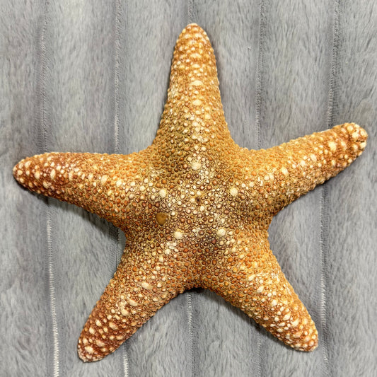 Natural Dried Starfish Décor – Unique Coastal Home Accent 003