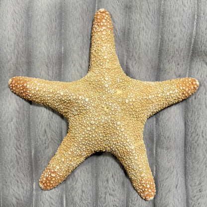 Natural Dried Starfish Décor – Unique Coastal Home Accent 004
