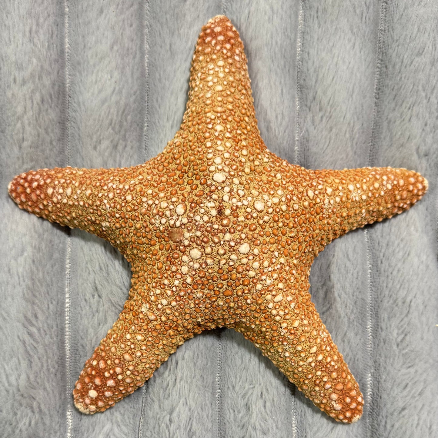 Natural Dried Starfish Décor – Unique Coastal Home Accent 005