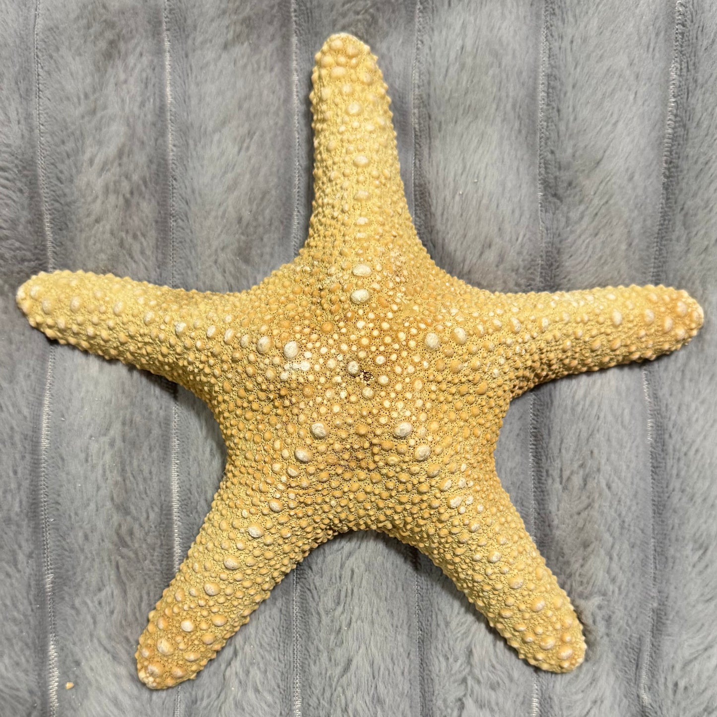 Natural Dried Starfish Décor – Unique Coastal Home Accent 006