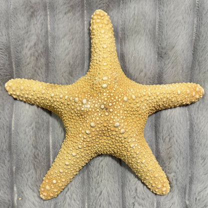 Natural Dried Starfish Décor – Unique Coastal Home Accent 006