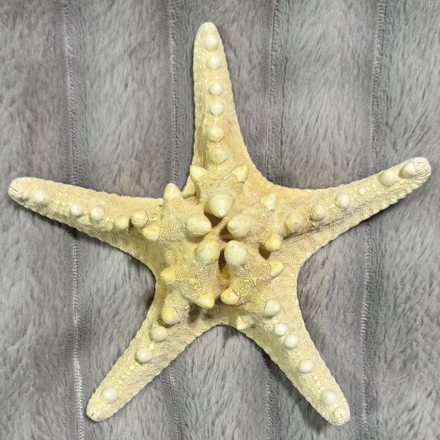 Natural Dried Starfish Décor – Unique Coastal Home Accent 008