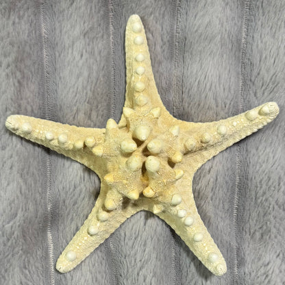 Natural Dried Starfish Décor – Unique Coastal Home Accent 008