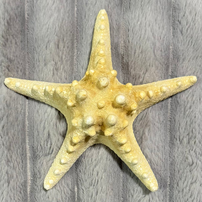 Natural Dried Starfish Décor – Unique Coastal Home Accent 009