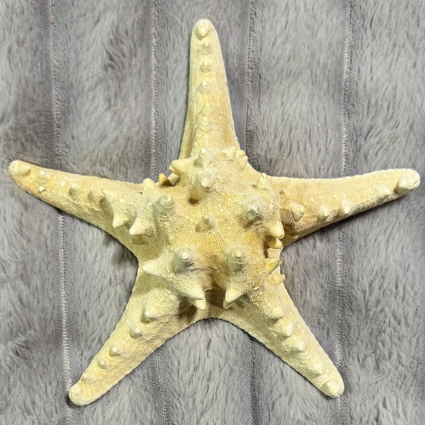 Natural Dried Starfish Décor – Unique Coastal Home Accent 010
