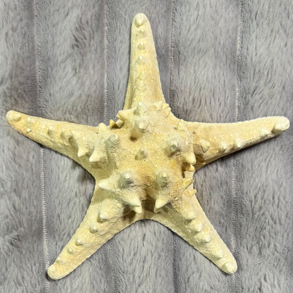 Natural Dried Starfish Décor – Unique Coastal Home Accent 010